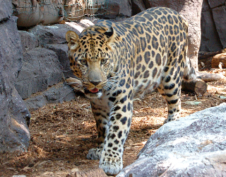 Scientific Name: Panthera pardus orientalis